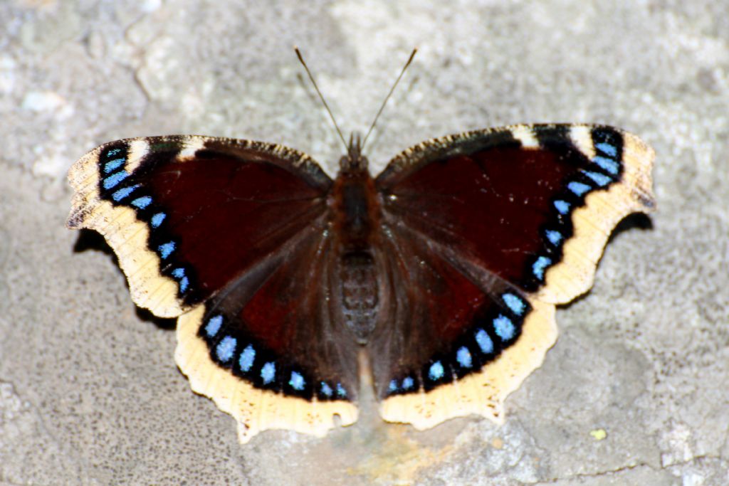 Nymphalis antiopa